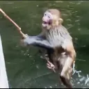 drowning.monkey