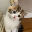 1cookie_milk1 avatar