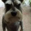 megustaeltoilet avatar