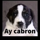 elmuchacho0719_26049 avatar