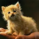 themerricat
