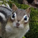 krompus