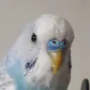 shadesmahna