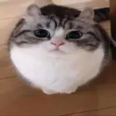 .vpolly