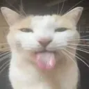 codorna_codorna avatar