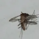 renchilipepper avatar