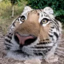 kdasor