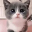 bern_affe