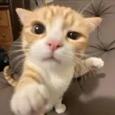 icytooiced