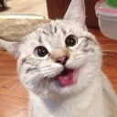 gravy_cat_man