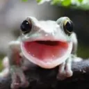 froggy_bobby_52396 avatar