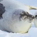 blanchedream