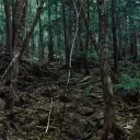 imontherainbowbridge avatar