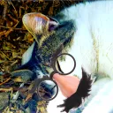 isopod_the_cat