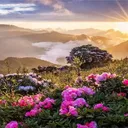 thich_lam_web