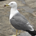 736665066728's Avatar