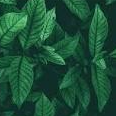 green07097