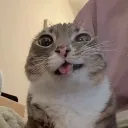 miguelxntxp avatar