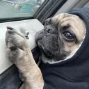 martilou_chato_13 avatar