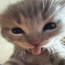 avatar *Tetricod 🌨