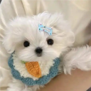 shengyuan718_427_04658's Avatar