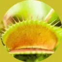 venusflytrap05822
