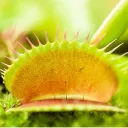 venusflytrap05822