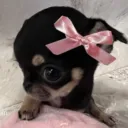 envyrin