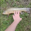 mrperchy_10249 avatar