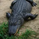 l0rdaligator