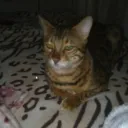 Аватар bobrikw_002