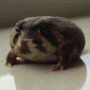 rexmon