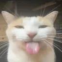timmawar2