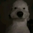 dexcoimulat