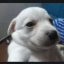 willygoat_xyz avatar