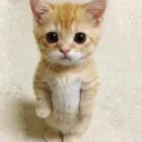 fabrizio014912 avatar