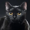 flowtheblackcat