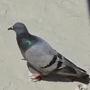tuffestpigeon