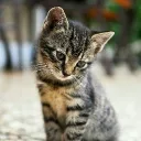 bestcat57