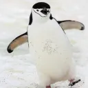 penguin_man403 avatar