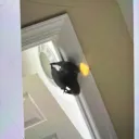 thetenaciousbird