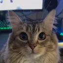 imacatlover.cat