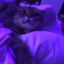 imacatlover.cat