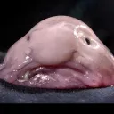 Аватар milashka1.618_68508