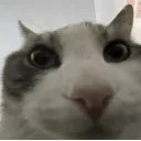 devgrows