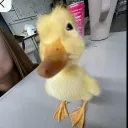 duck3333333 avatar