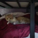 Moonbunny's Discord avatar