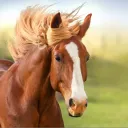 ashthehorse