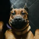 steckdosenbefruchta avatar