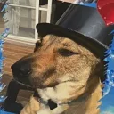 blind_dg